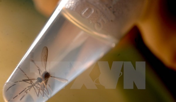 WHO phản đối lời kêu gọi hoãn tổ chức Olympic 2016 tại Brazil