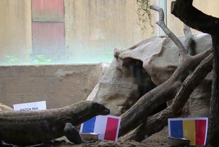 EURO 2016: Thằn lằn Arang hé lộ đội thắng trận Pháp - Romania