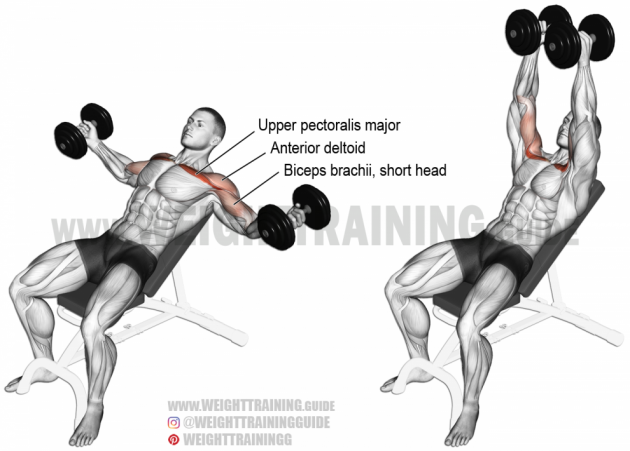 Incline-dumbbell-fly-990x710